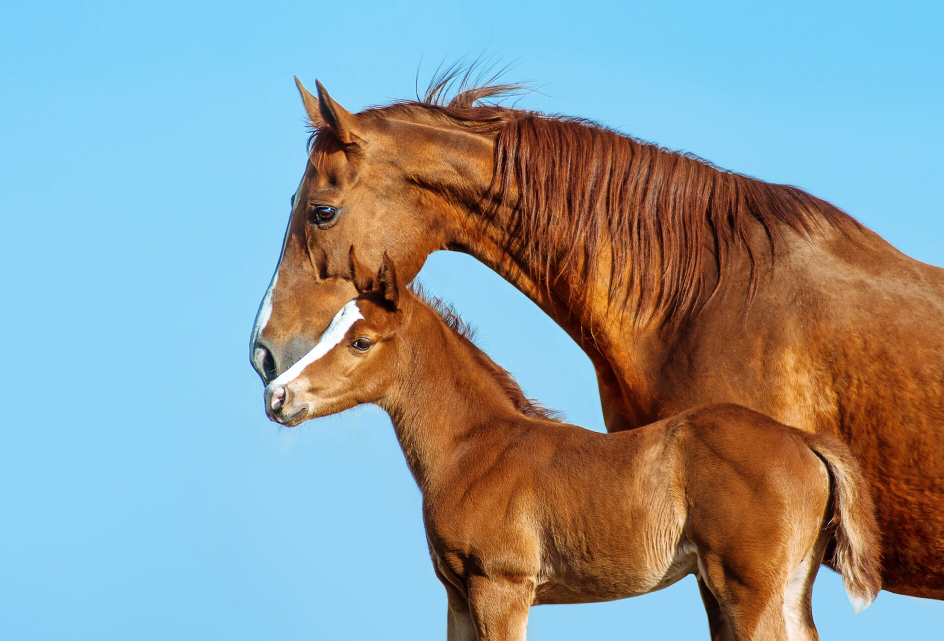 A chestnut horse and its young foal stand closely together against a clear blue sky - Southwest Equine Veterinary