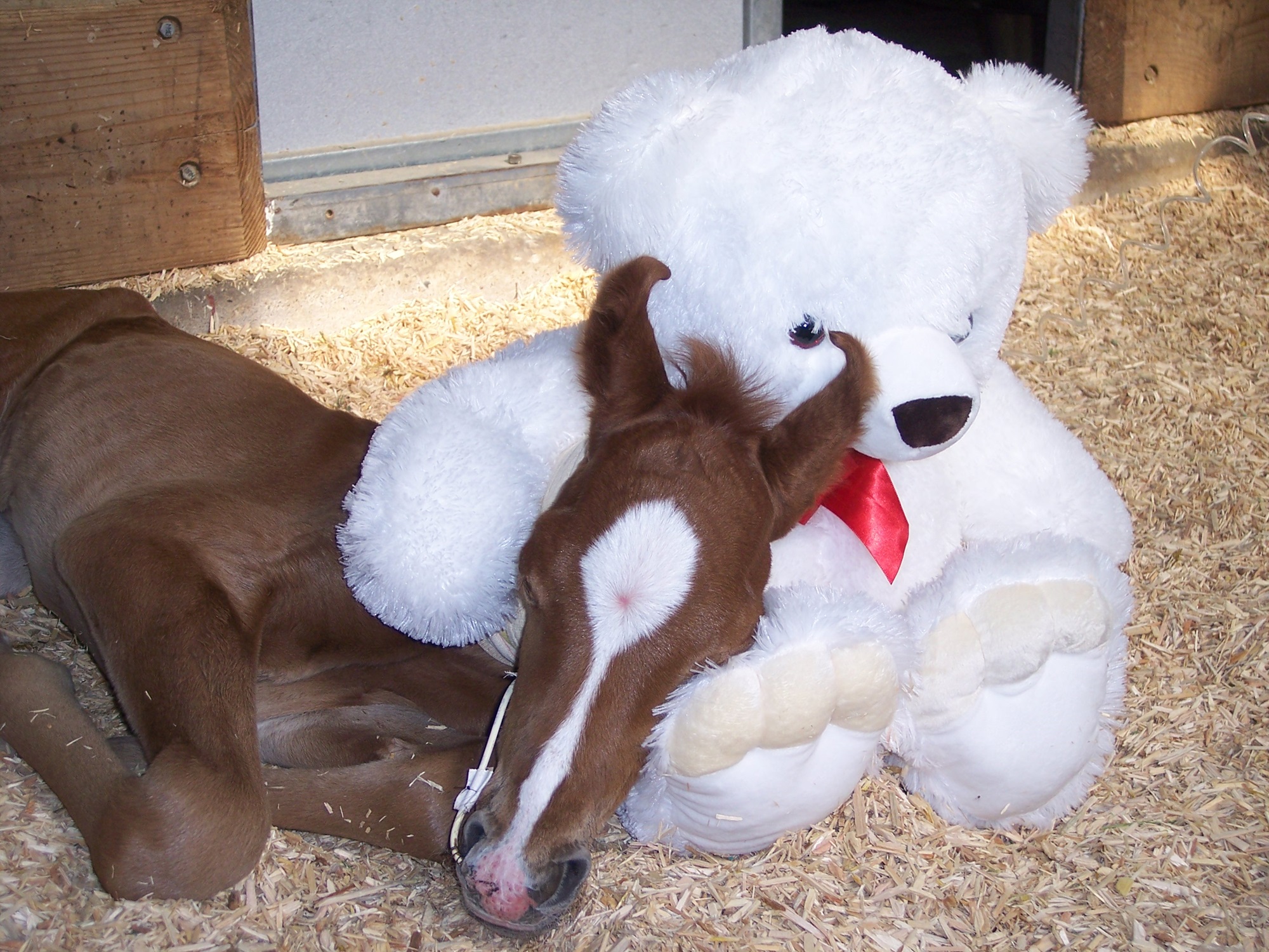 A young foal rests its head on a large white teddy bear with a red bow, lying on a bed of wood shavings - Southwest Equine Veterinary